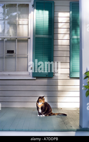 Gatto su un portico a casa Foto Stock