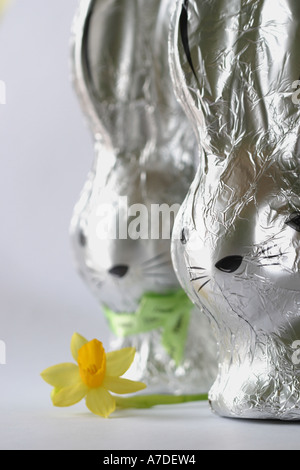 Coniglietto di Pasqua il coniglio di uova di cioccolato con giallo daffodil fiore Foto Stock