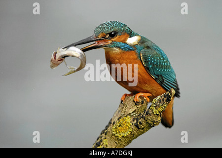 Eisvogel Maennchen mit Beute Nordhessen Deutschland Foto Stock