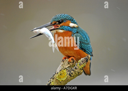 Eisvogel Maennchen mit Beute Nordhessen Deutschland Foto Stock