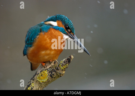 Eisvogel Maennchen bei leichtem Schneefall Nordhessen Deutschland Foto Stock