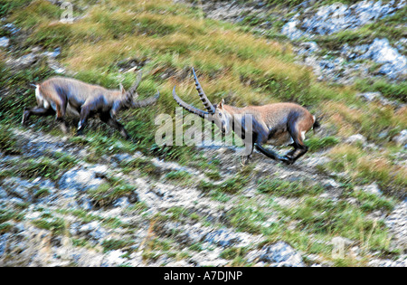 Alpensteinbock Capra Ibex Marmarole Dolomiten Italia Europa Foto Stock