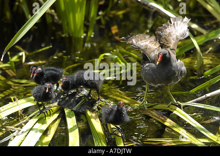 Teichralle Teichhuhn Gallinula chloropus gallinula choropos Moorhen comune Europa europa Foto Stock