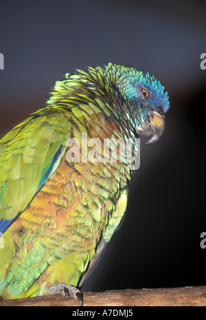 St Lucia pappagallo raro uccello chiamato jacquot Foto Stock