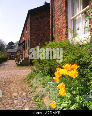 Tulipani in cottage in legno di quercia in primavera, Styal, Cheshire, Inghilterra, Regno Unito Foto Stock