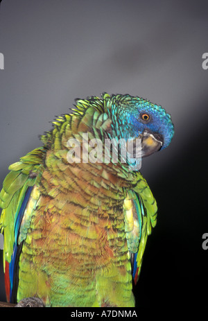 St Lucia pappagallo raro uccello chiamato jacquot Foto Stock