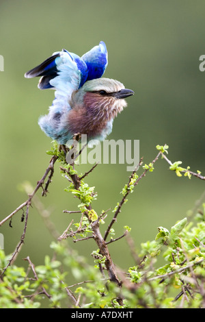 Lilla-breasted rullo (Coracias caudata), sbattimenti ali, Tanzania, Serengeti NP, Lago Ndutu Foto Stock