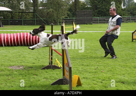 English Springer Spaniel (Canis lupus f. familiaris), saltando ostacoli, Germania Foto Stock