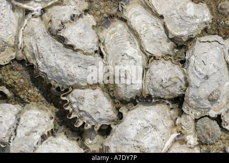 Oyster comune, ostriche piatte, Europeo delle ostriche piatte (Ostrea edulis), ostriche al rock, Francia Bretagna, Loire Atlantique Foto Stock