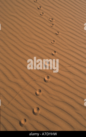 Le vie di sabbia del deserto del Kalahari, Sud Africa Foto Stock