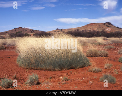 Spinifex (Spinifex spec.), il paesaggio del deserto in Australia centrale con erba Spinifex, Australia Foto Stock