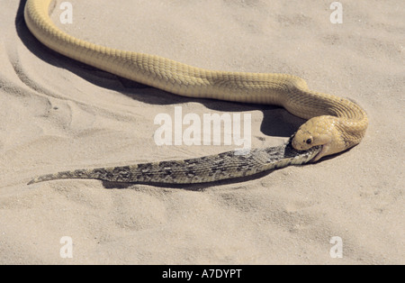 Cape cobra, giallo cobra (Naja nivea), cape cobra alimentazione su un altro snake, Sud Africa Foto Stock