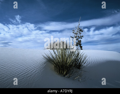 White Sands National Monumet, USA, New Mexico Foto Stock