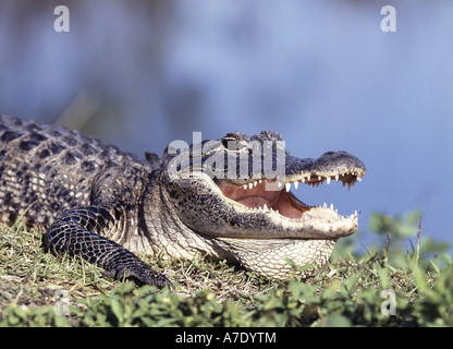 Il coccodrillo americano (Alligator mississippiensis), ritratto, STATI UNITI D'AMERICA Foto Stock