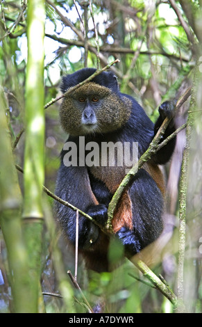 Scimmia dorata, Golden Guenon (Cercopithecus mitis kandti, Cercopithecus kandti), seduti in un albero, Ruanda, vulcani Virunga M Foto Stock