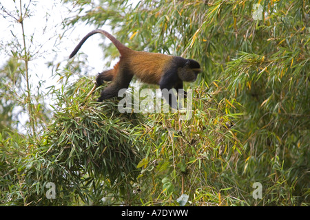 Scimmia dorata, Golden Guenon (Cercopithecus mitis kandti, Cercopithecus kandti), arrampicata in un albero, Ruanda, vulcani Virunga Foto Stock