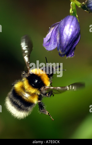 Piccolo giardino Bumble Bee (Bombus hortorum) volando nella parte anteriore del fiore lilla Foto Stock