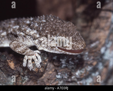 Parete comune geco, Moorish gecko (Tarentola mauritanica), ritratto Foto Stock