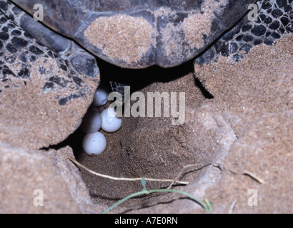 Le Galapagos tartaruga verde, Galapagos turtle rock, Galapagos carne (tartaruga Chelonia Mydas agassisi), deposizione di uova, Ecuador, Galapa Foto Stock