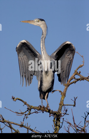 Airone cinerino (Ardea cinerea), su albero, GERMANIA Baden-Wuerttemberg Foto Stock