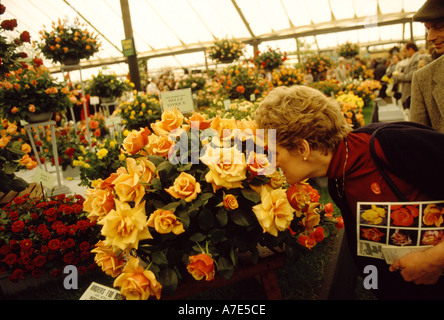 Un visitatore a Chelsea Flower Show odori un display di rose London Inghilterra England Foto Stock