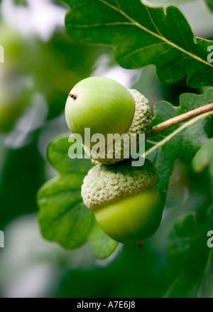 Nome comune: Acons/quercia lascia il nome latino: Quercus robur Foto Stock