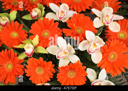 Orchidee e fiori gerbere disposizione Foto Stock