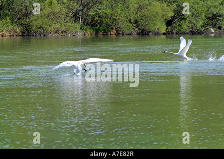 Cigni bianchi combattendo il loro territorio sul fiume Isar Bad Toelz Baviera Germania Europa Foto Stock