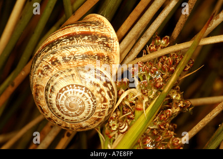 Giardino lumaca Helix Aspersa con il bambino che va a passo di lumaca mimetizzata su uno stelo con boccioli e slime Algarve Portogallo Europa Foto Stock