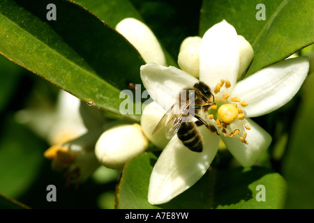 Il miele delle api e arancio blossom Algarve Portogallo Europa Foto Stock