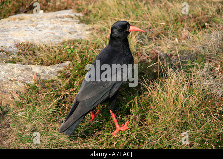 Red fatturati CHOUGH Pyrrhocorax pyrrhocorax Foto Stock