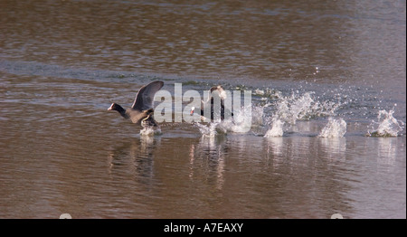 Due folaghe (fulica atra) in esecuzione su un laghetto uno dopo l'altro Foto Stock