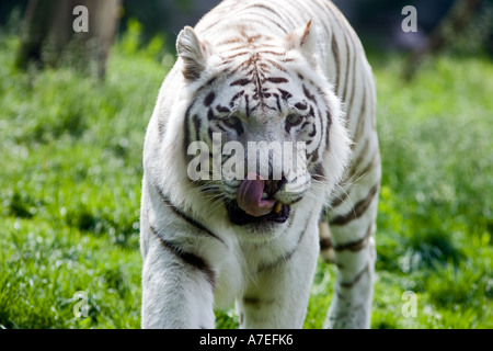 Tigre del Bengala (Panthera tigris bengalensis) Foto Stock