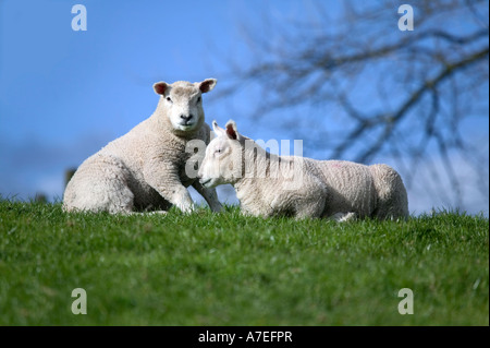 Due agnelli su erba e orizzonte del cielo Foto Stock