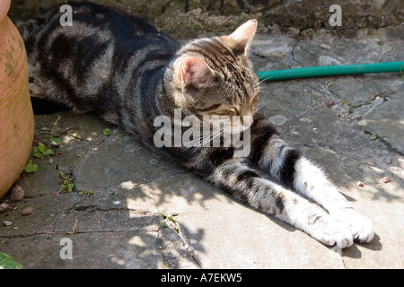 Maschio brown tabby cat dormire su di un tubo flessibile parzialmente in ombra Foto Stock