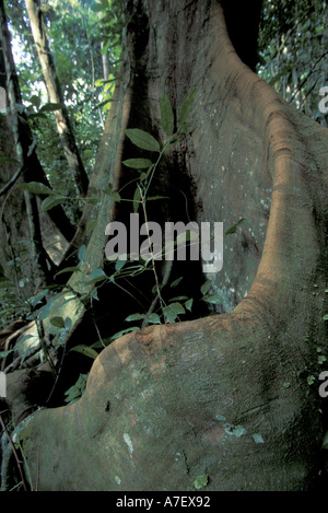 CA, Panama, Barro Colorado Island. Suicida di tree (Tagigalia sp.), radici quadrate, albero base. Foto Stock