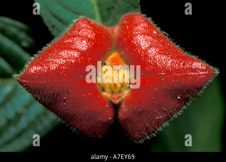 CA, Panama, Barro Colorado Island, rosso fiore della foresta pluviale, baciando il labbro (Psychotria sp.) Foto Stock