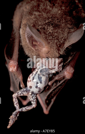 CA, centro di Panama, Barro Colorado Island, rana-eating bat (Trachops cirrhosus) Foto Stock