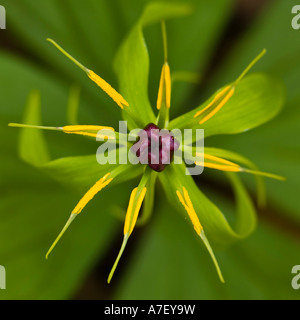 Blooming herb Paris (Paris quadrifolia) Foto Stock