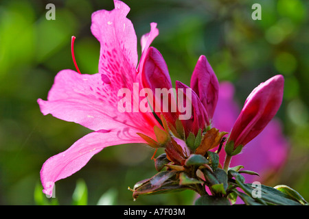 Rhododendron nel giardino botanico, Funchal, Madeira, Portogallo Foto Stock