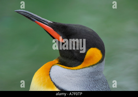 Re pinguino, Aptenodytes patagonicus Foto Stock