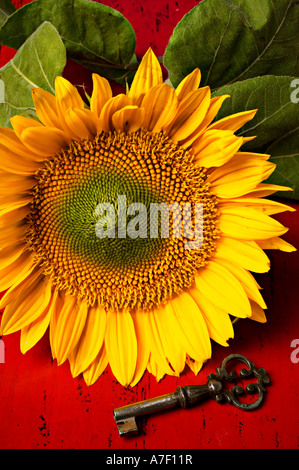 Semi di girasole e vecchia chiave di antiquariato Foto Stock