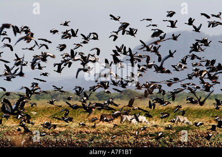 Flying gregge di rosso-fatturati sibilo anatra (Dendrocygna autumnalis), Nationalpark Palo Verde, Costa Rica Foto Stock