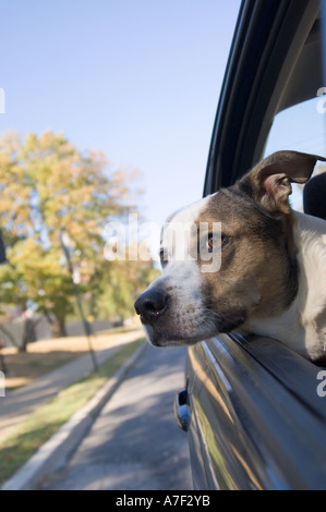 Cane di equitazione in auto Foto Stock