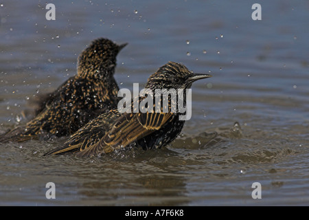 Per gli storni (Sturnus vulgaris) la balneazione nella pozzanghera, Suffolk, Inghilterra, Novembre Foto Stock