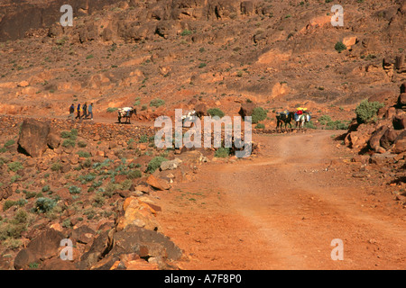 Mule trekking Jbel Sahro Marocco Foto Stock