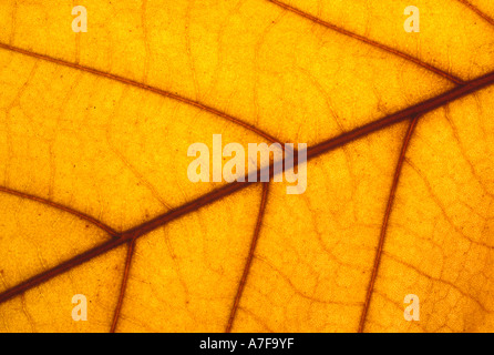 Close up di vene in leaf Foto Stock