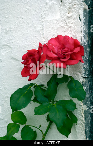 Red Rose contro un bianco parete dipinta Foto Stock