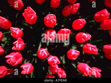 Guardando verso il basso in corrispondenza di rosa sogno di Natale tulipani Skagit Valley Washington Foto Stock