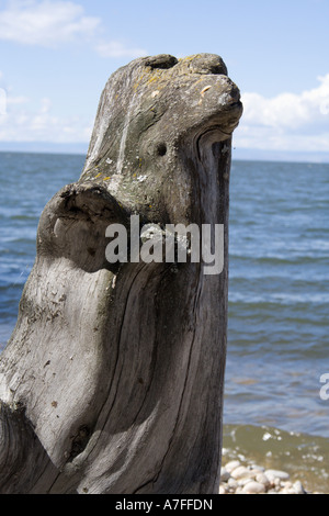 La natura della scultura di legno morto sul lago Baikal Foto Stock